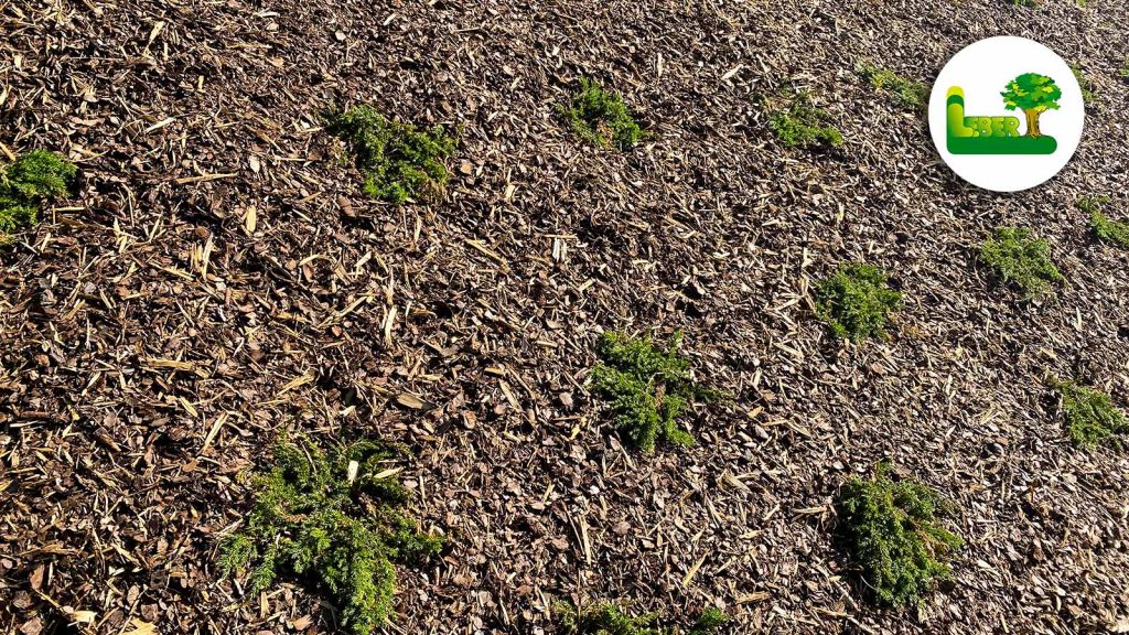 Kriechwacholder Juniperus communis 'green carpet'